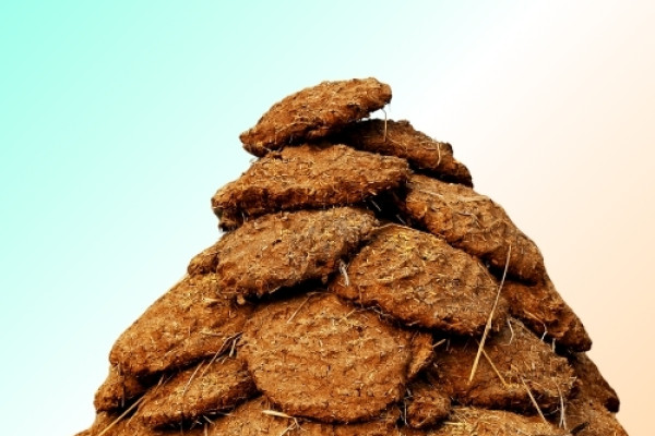Cow Dung & Products